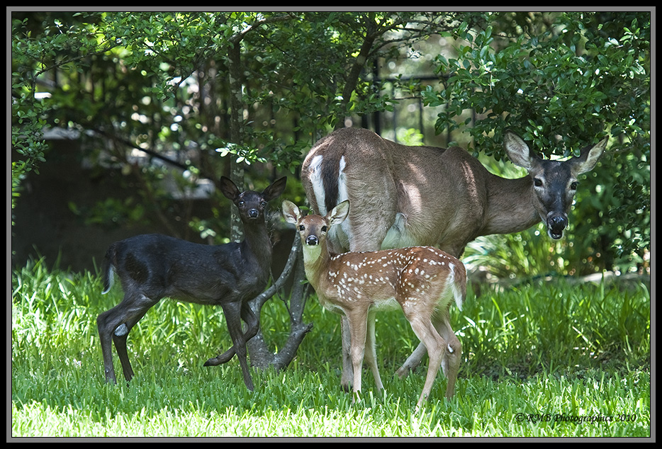 black_fawn_with_Mom