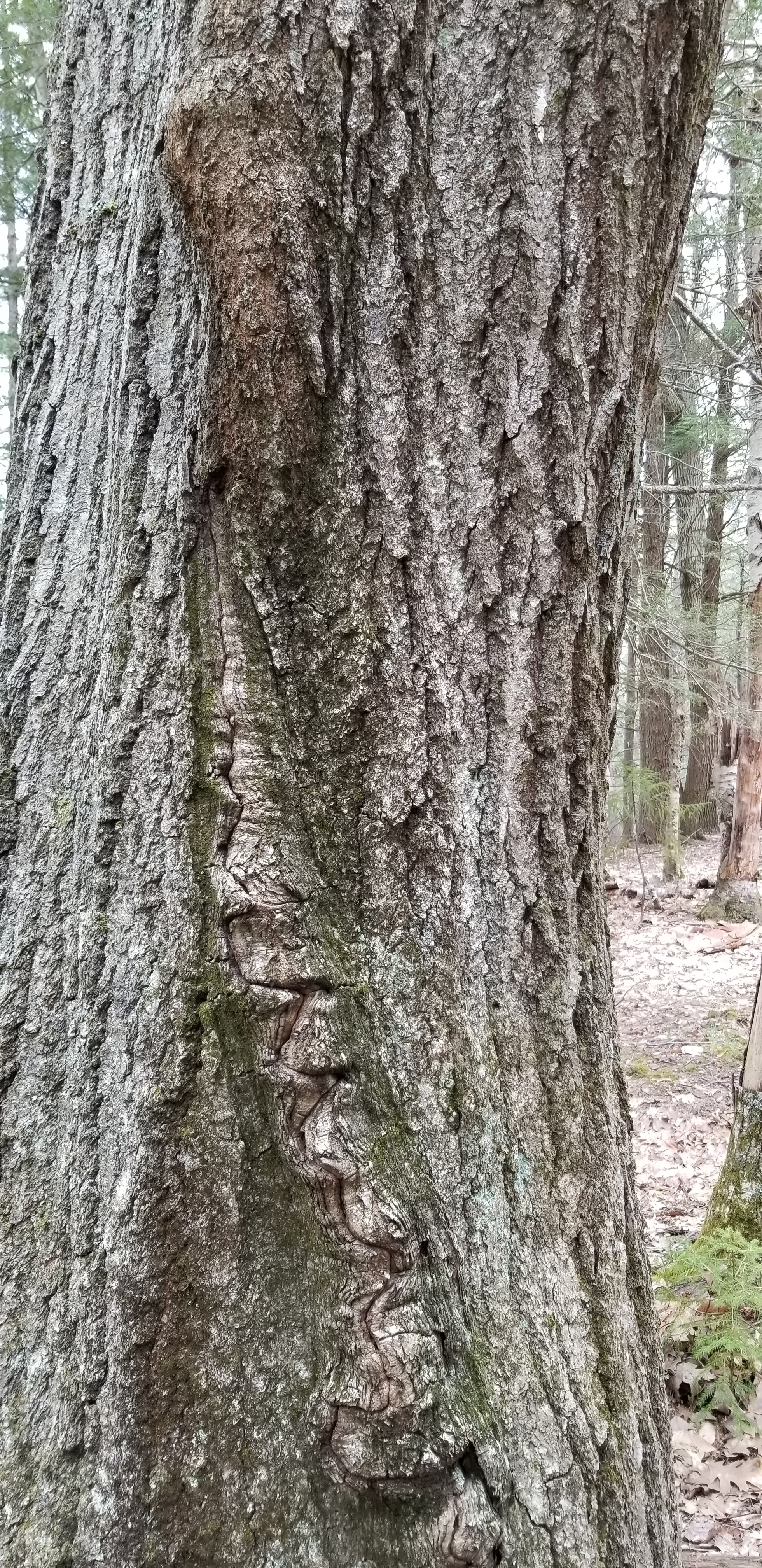 Curious Oak Tree Trunk