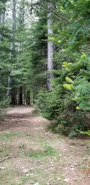 Forest Walking Path Freeport