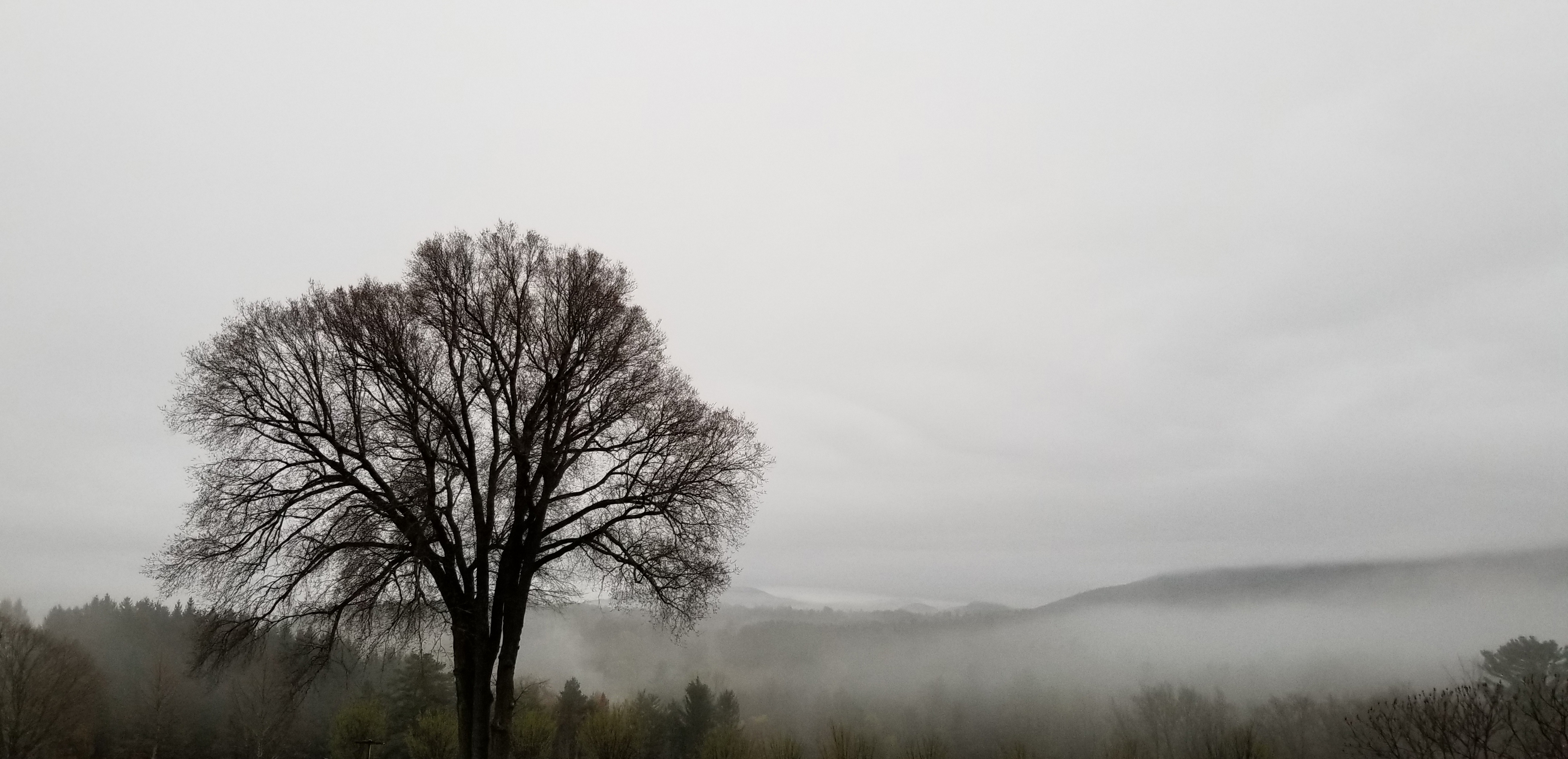 Tree with fog on mountains